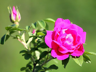 玫瑰花（マイカイカ）の画像