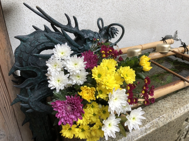 重陽の節句-菊花茶の通販-もりひさ屋